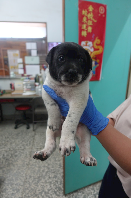 宜蘭縣流浪動物中途之家,編號:436401, 混種犬          