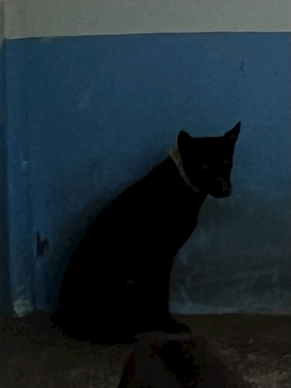 苗栗縣動物保護教育園區,編號:394413, 混種犬          