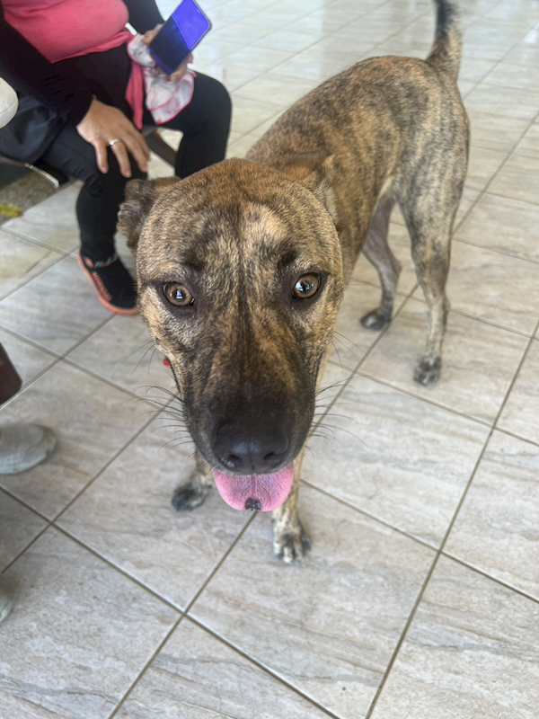 苗栗縣動物保護教育園區,編號:423855, 混種犬          