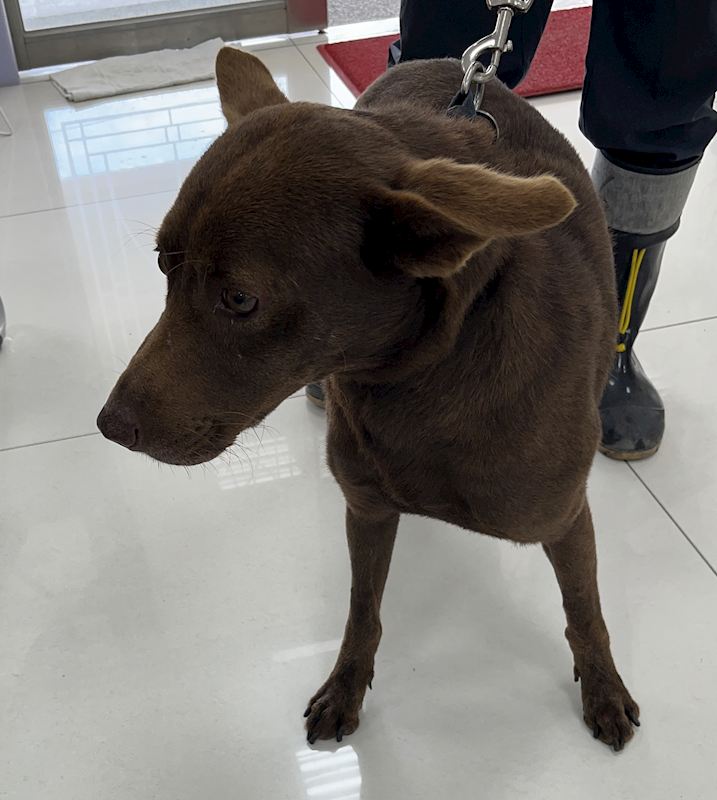 苗栗縣動物保護教育園區,編號:436342, 混種犬          