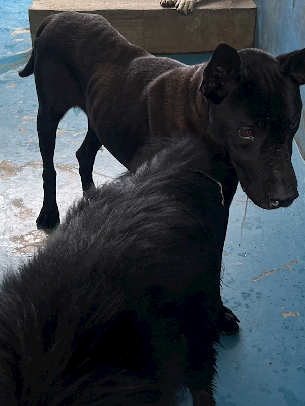 苗栗縣動物保護教育園區,編號:400785, 混種犬          