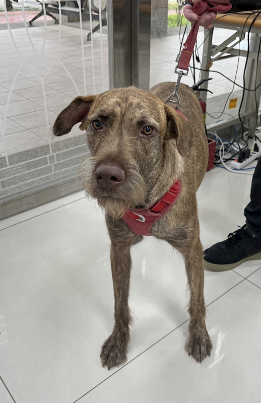 苗栗縣動物保護教育園區,編號:431321, 混種犬          