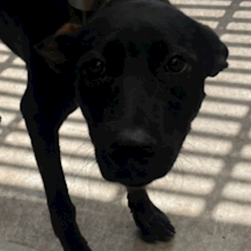 苗栗縣動物保護教育園區,編號:420725, 混種犬          