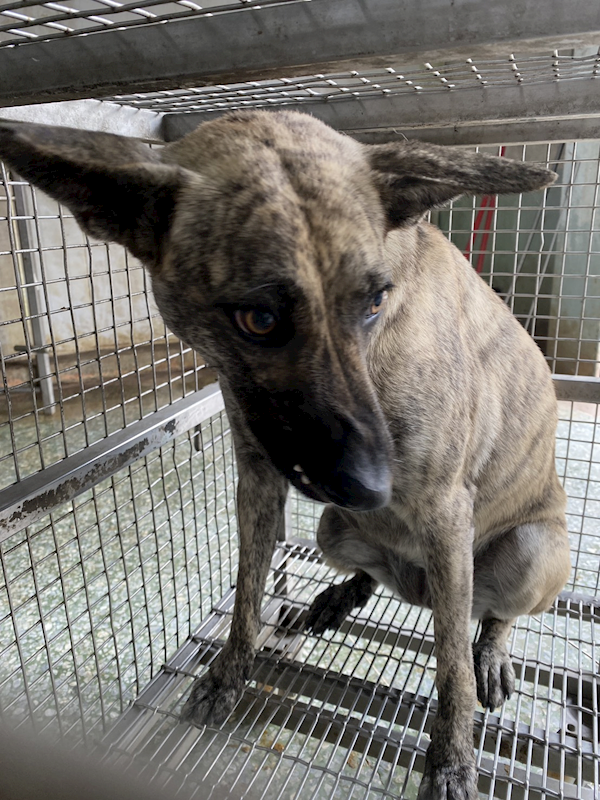 臺南市動物之家善化站,編號:436353, 混種犬          