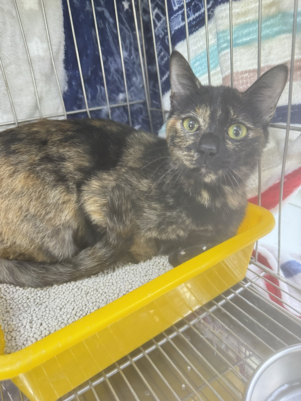 新北市八里區公立動物之家,編號:436346, 混種貓                 