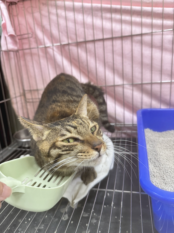 新北市八里區公立動物之家,編號:436345, 混種貓                 