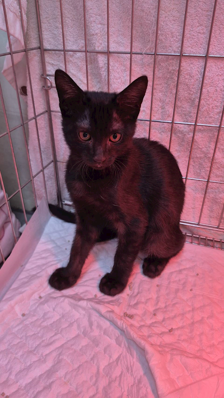 新北市八里區公立動物之家,編號:436344, 混種貓                 