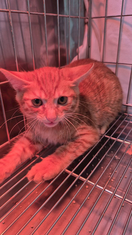 新北市八里區公立動物之家,編號:436343, 混種貓                 