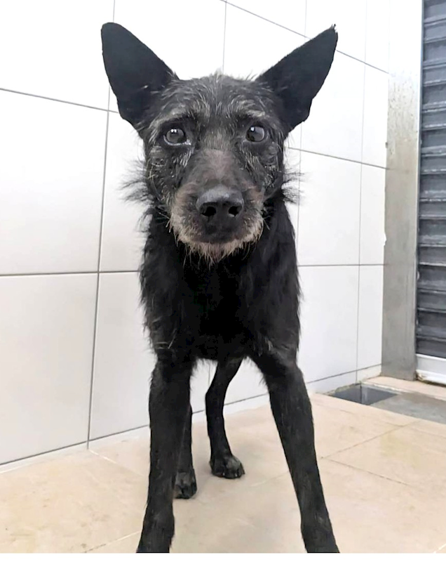 新竹縣動物保護教育園區,編號:436348, 混種犬          