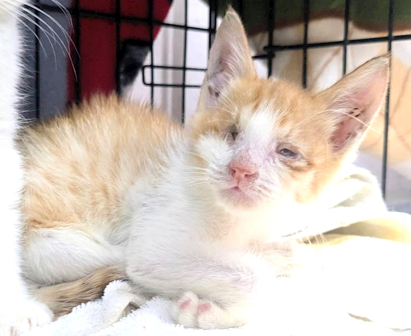 新竹縣動物保護教育園區,編號:435913, 混種貓                 