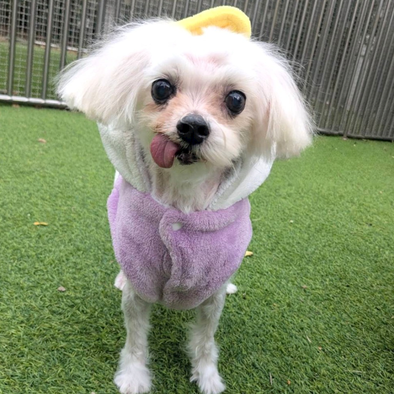 新竹縣動物保護教育園區,編號:434824, 瑪爾濟斯犬           