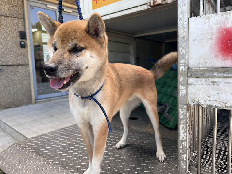 桃園市動物保護教育園區,編號:436302, 柴犬                  