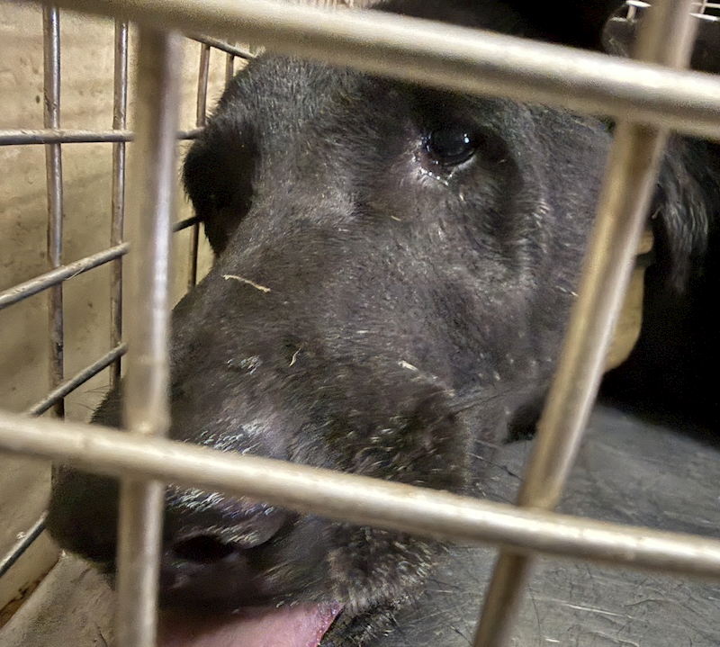 嘉義市動物保護教育園區,編號:435988, 混種犬          