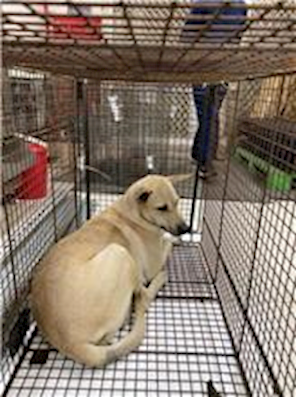 金門縣動物收容中心,編號:279071, 混種犬          