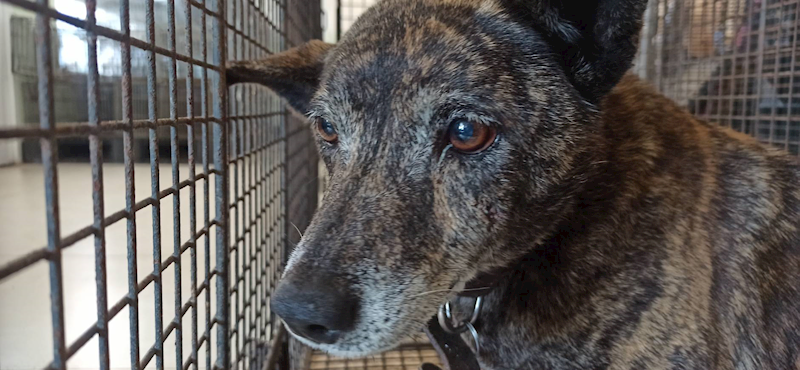 金門縣動物收容中心,編號:403878, 混種犬          