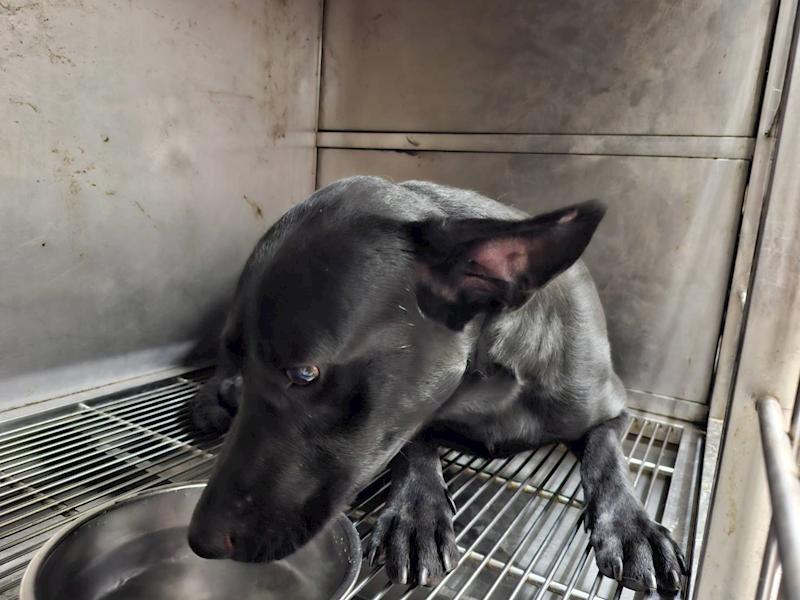 臺北市動物之家,編號:405564, 混種犬          