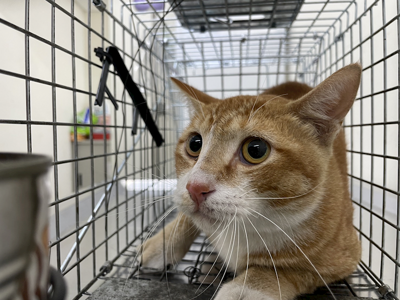 臺北市動物之家,編號:433161, 混種貓                 