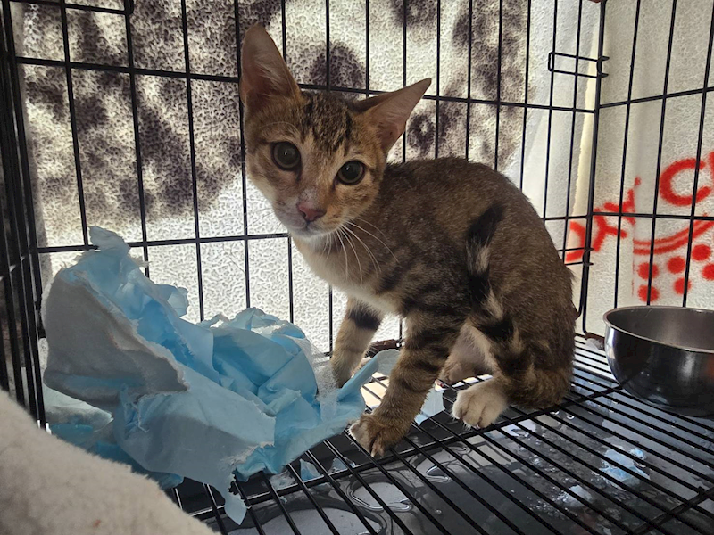 臺北市動物之家,編號:418806, 混種貓                 