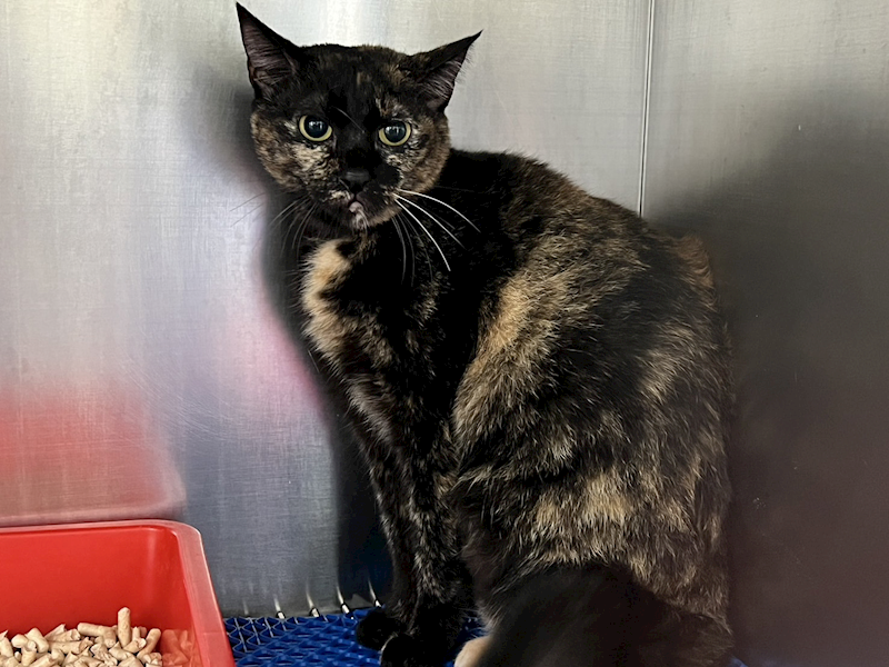 桃園市動物保護教育園區,編號:391642, 混種貓                 