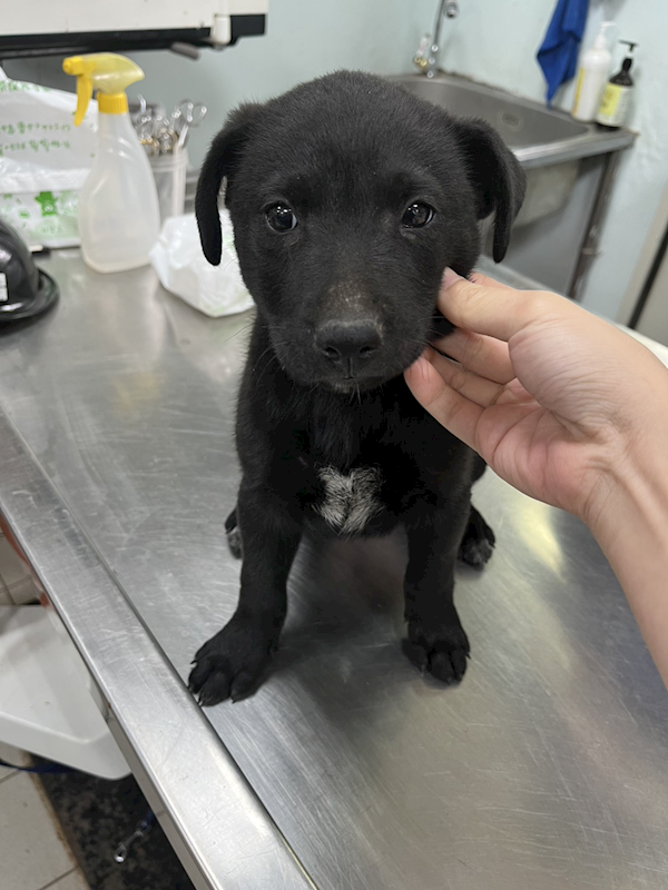 彰化縣流浪狗中途之家,編號:436419, 混種犬          