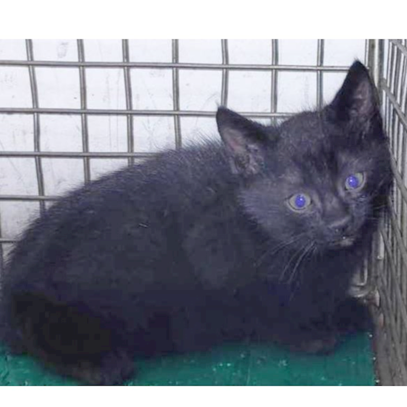 臺北市動物之家,編號:436422, 混種貓                 