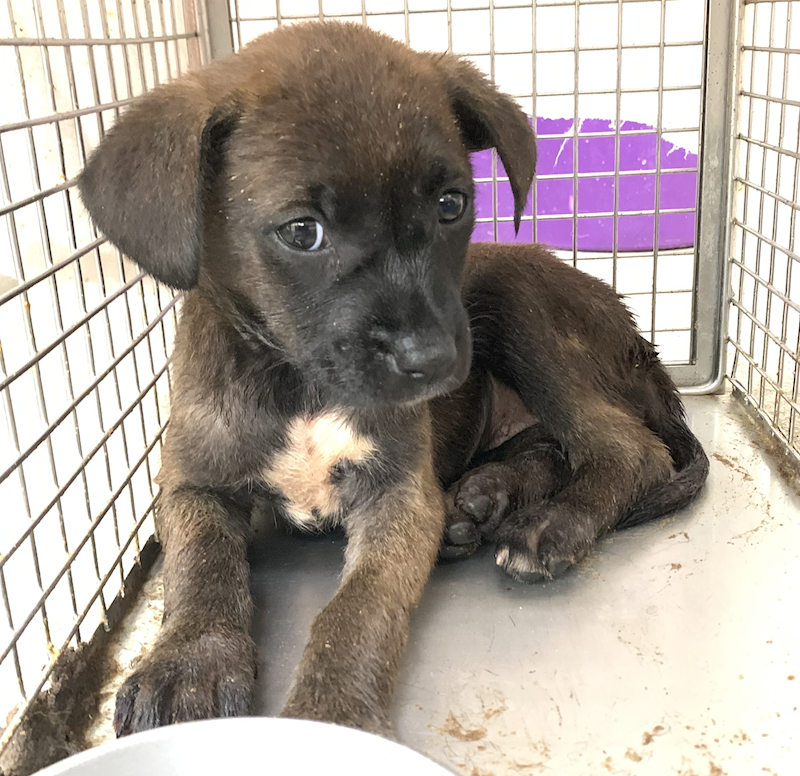 臺北市動物之家,編號:436379, 混種犬          