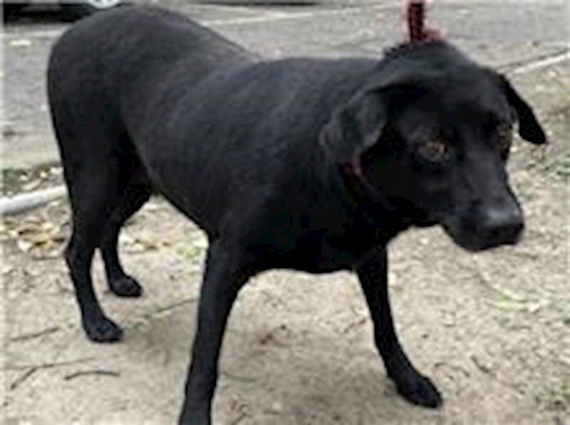 臺北市動物之家,編號:31416, 混種犬          