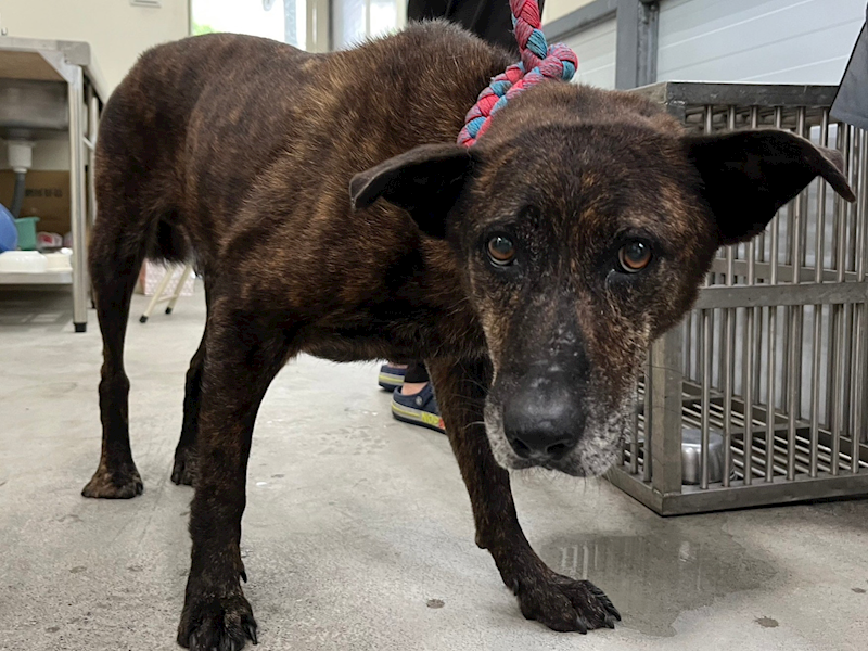 臺北市動物之家,編號:318297, 混種犬          