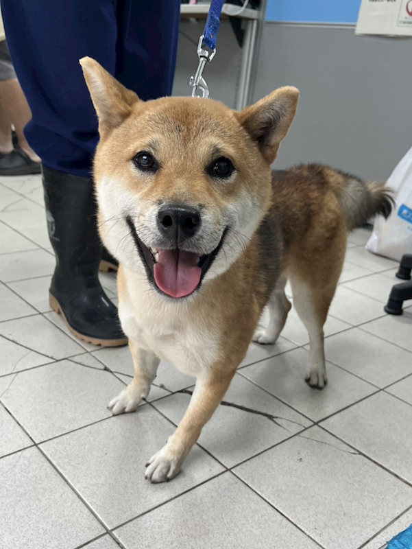 彰化縣流浪狗中途之家,編號:433257, 柴犬                  