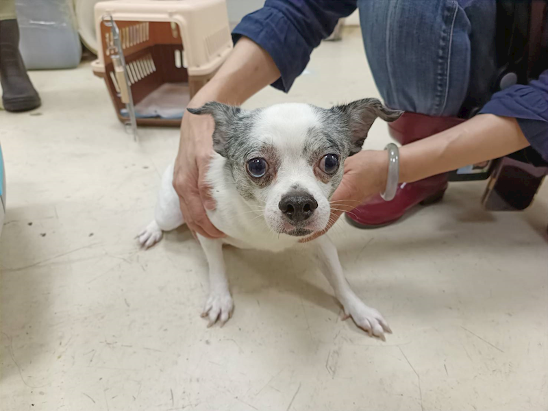 新竹市動物保護教育園區,編號:426999, 混種犬          