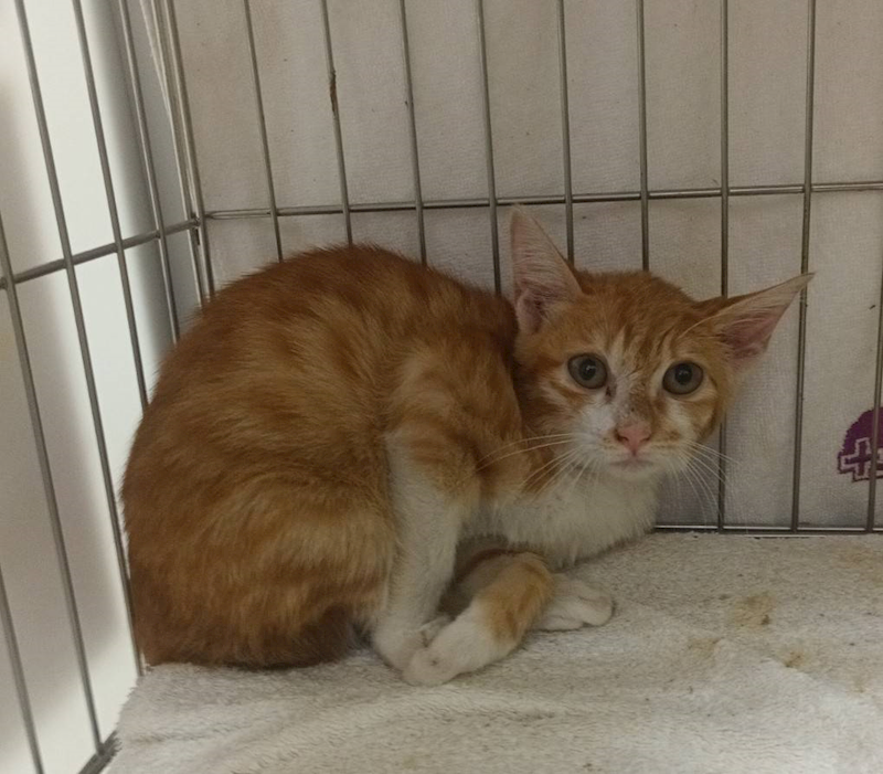 新北市板橋區公立動物之家,編號:433791, 混種貓                 