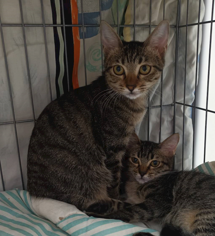 新北市板橋區公立動物之家,編號:436581, 混種貓                 