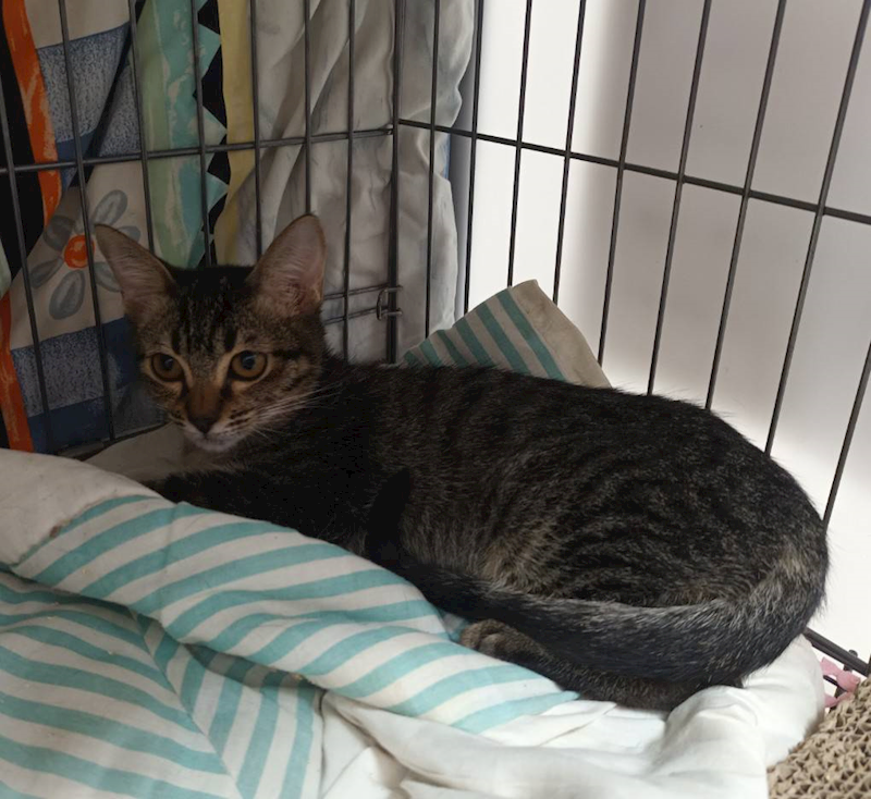 新北市板橋區公立動物之家,編號:436580, 混種貓                 