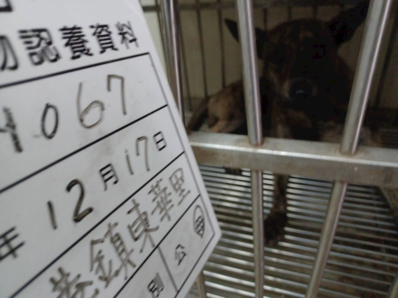 雲林縣流浪動物收容所,編號:435982, 混種犬          