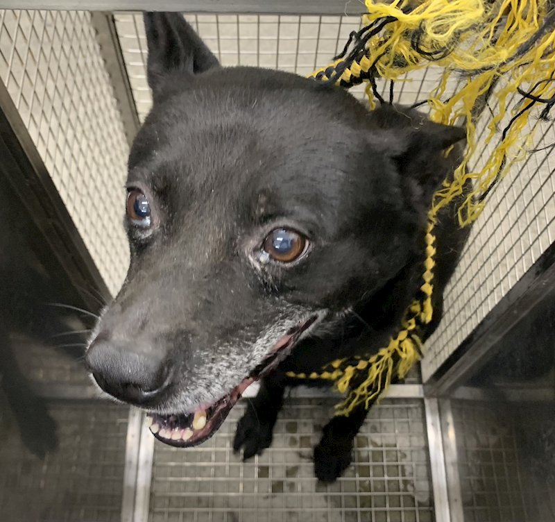 臺北市動物之家,編號:420785, 其他                  