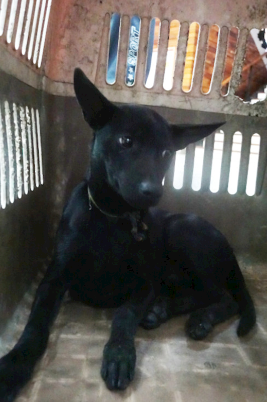 宜蘭縣流浪動物中途之家,編號:436569, 混種犬          