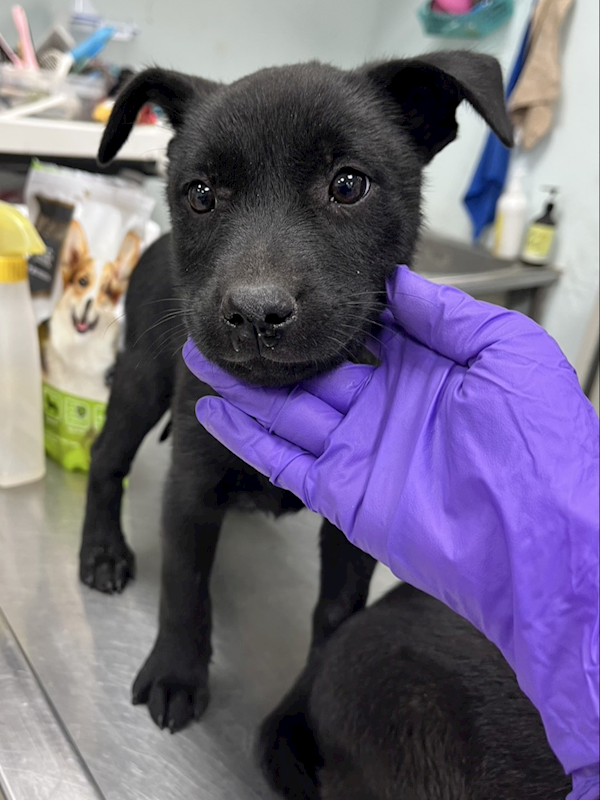 彰化縣流浪狗中途之家,編號:436459, 混種犬          