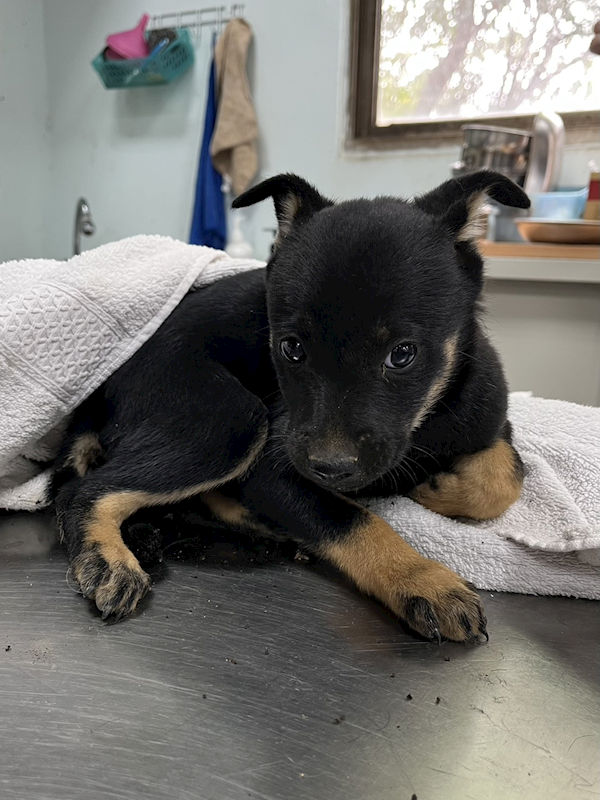 彰化縣流浪狗中途之家,編號:436556, 混種犬          