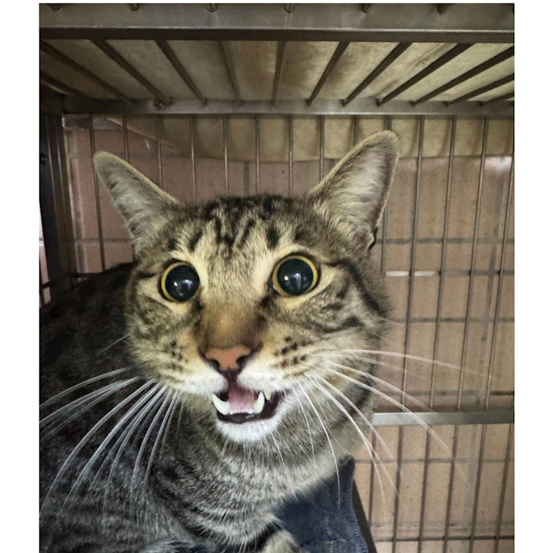 新北市淡水區公立動物之家,編號:435349, 混種貓                 