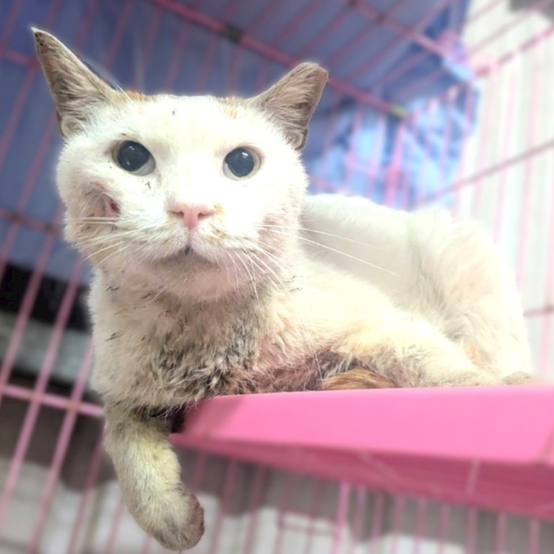 新竹縣動物保護教育園區,編號:436528, 混種貓                 