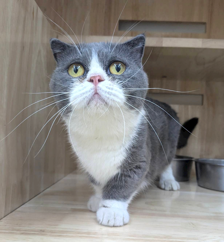 新竹縣動物保護教育園區,編號:435360, 曼赤肯貓