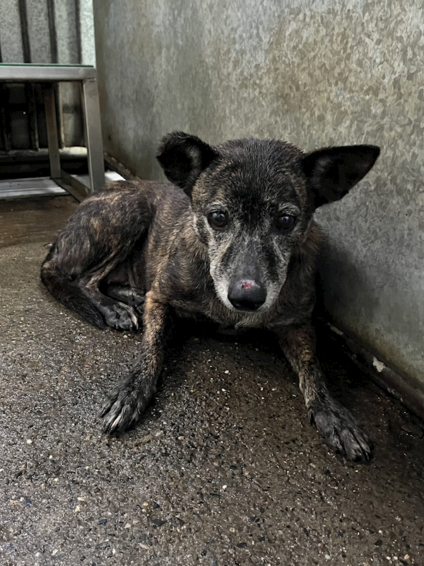 彰化縣流浪狗中途之家,編號:436607, 混種犬          