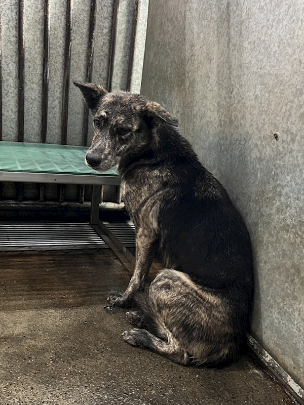 彰化縣流浪狗中途之家,編號:436606, 混種犬          