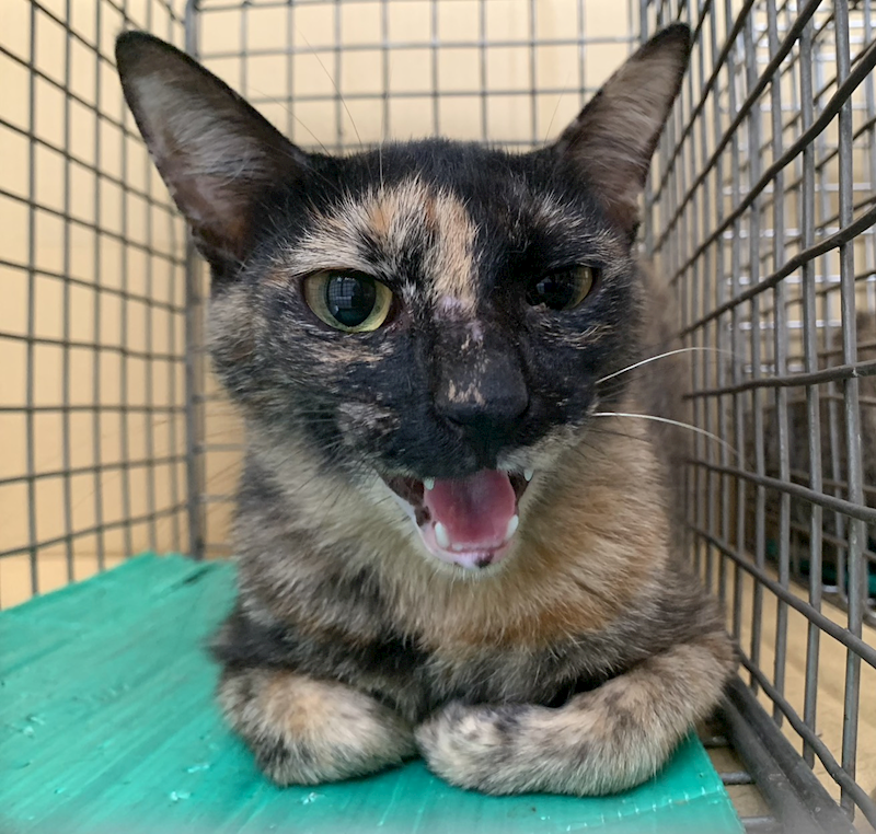 臺北市動物之家,編號:418792, 混種貓                 