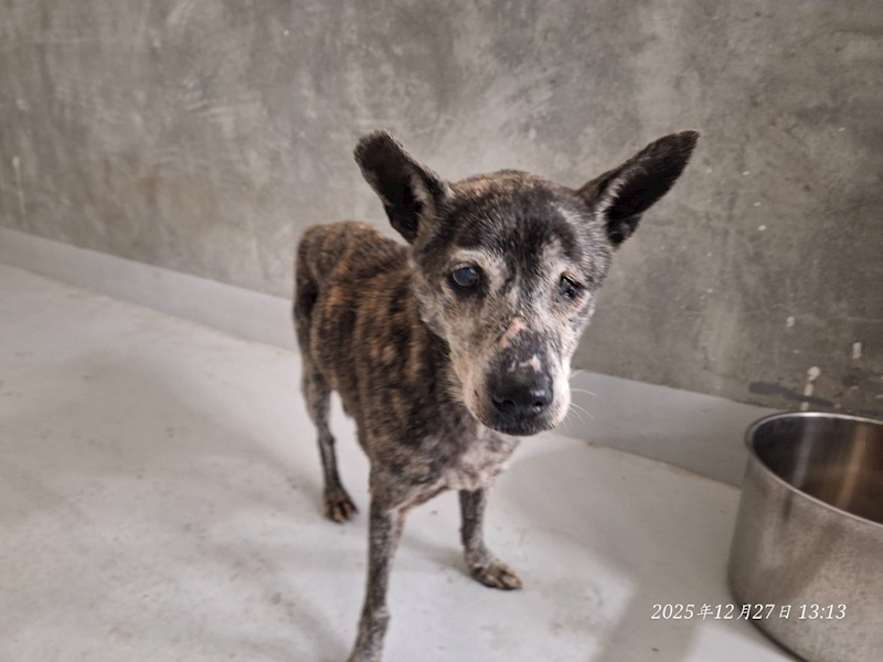 基隆市寵物銀行,編號:436628, 混種犬          