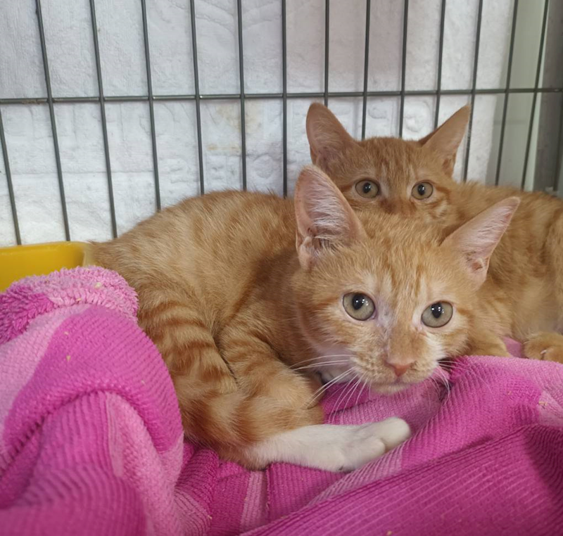 新北市板橋區公立動物之家,編號:436626, 混種貓                 