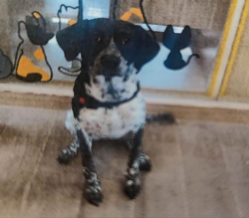 新北市中和區公立動物之家,編號:436620, 混種犬          