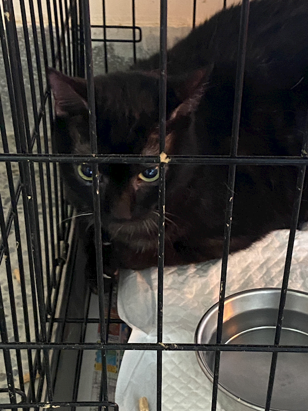 基隆市寵物銀行,編號:436617, 混種貓                 