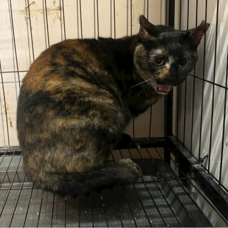 臺北市動物之家,編號:436648, 混種貓                 