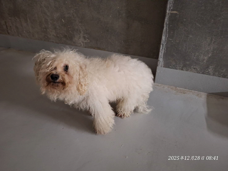 基隆市寵物銀行,編號:436643, 比熊犬